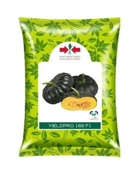 East West Yield Pro 169 F1 Pumpkin – High Yield, Early Maturity & Yellowish Orange Flesh 1