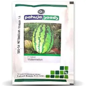 595 Watermelon. 1