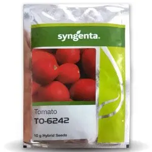 Syngenta To-6242 Tomato Seeds | High Yield Hybrid Variety 1
