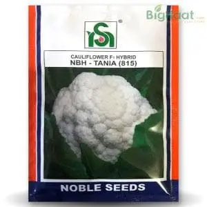 Nbh - Tania (815) Cauliflower 1