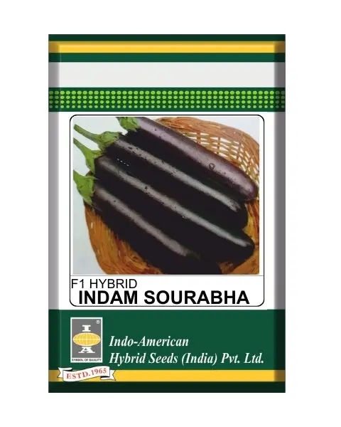Iahs Indam Sourabha Brinjal Seeds- Hardy, Purple Fruit, 50-55 Days 1
