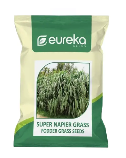 Eureka Super Napier Grass Forage Seeds 1