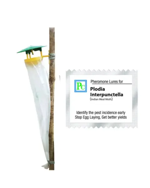 Pheromone Trap With Plodia Interpunctella Lure - 10Pack 1