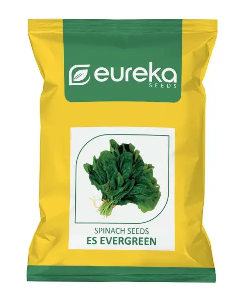 Eureka Es Evergreen Improved Palak Seeds 1