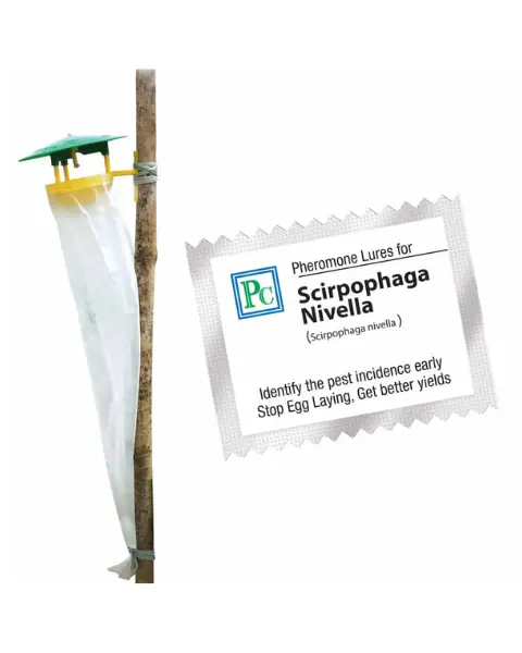 Pheromone Trap With Scirpophaga Nivella Lure (White Rice Moth) - 10Pack 1