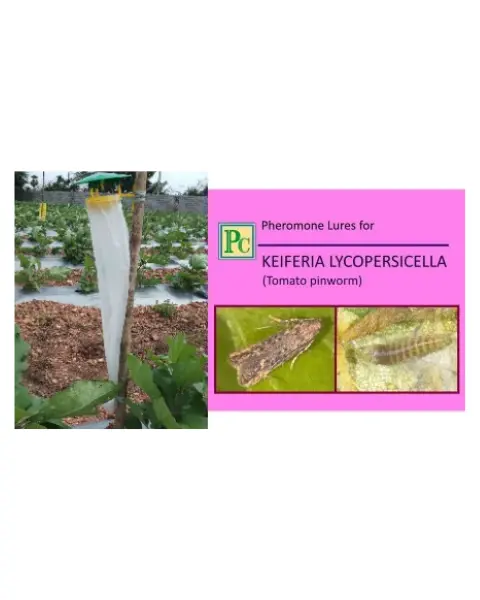 Pheromone Trap With Keiferia Lycopersicella Lure(Tomato Pinworm) - 10Pack 1