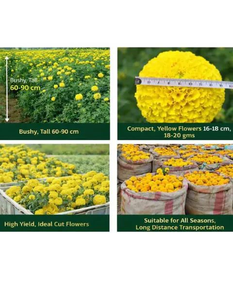 Vokkal Amber Marigold Seeds- Tall, Bushy, 60-90Cm, Yellow Flowers, High Yield 2