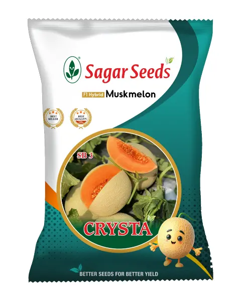 Sagar Crysta F1 Muskmelon 1