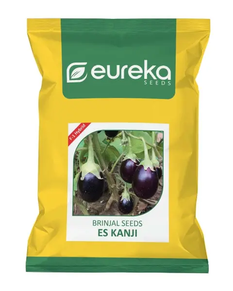 Eureka Es Kanji F1 Hybrid Brinjal Seeds 1