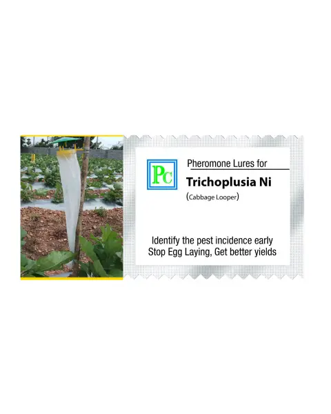 Pheromone Trap With Trichoplusia Ni Lure (The Cabbage Looper) - 10Pack 1