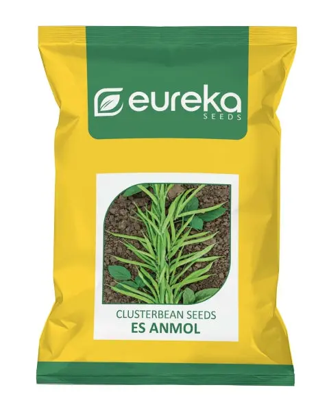 Eureka Es Anmol Improved Cluster Bean Seeds 1