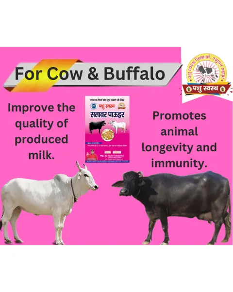 Pashu Svasth Sitawar Powder (Pure Herbal Boost For Milk Yield) Feed Supplements 2