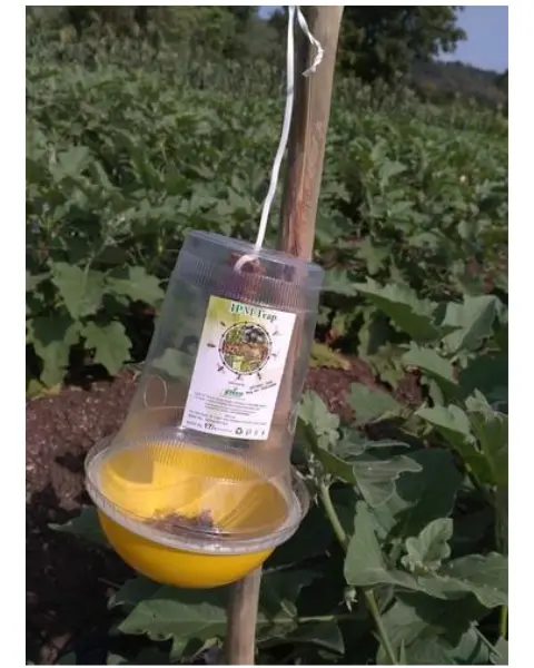 Fruit Fly Lure For Melons (Bactrocera Cucurbitae) Ipm Suitable | Tapas 3