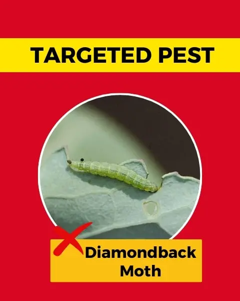 Katyayani Spino 25 (Spinosad 2.5% Sc) – Effective Insecticide For Pest Control 4