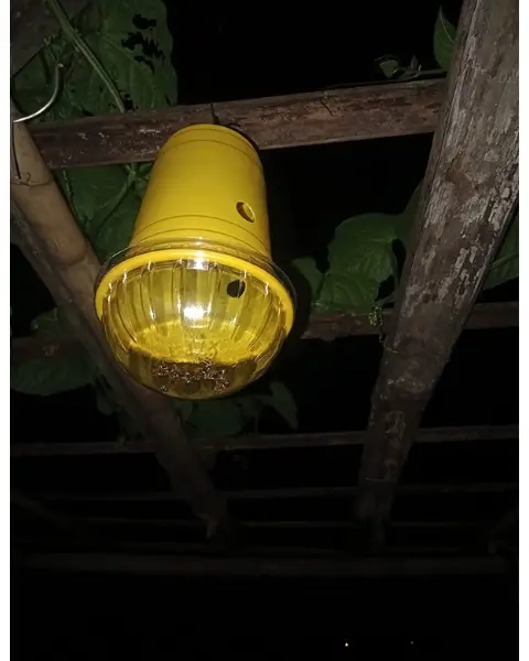 Fruit Fly Trap- Sustainable Fruit Fly Control (Ipm Suitable) | Tapas 5