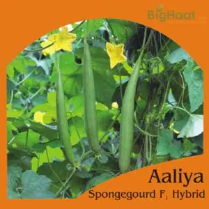 Aaliya Sponge Gourd - Seeds 1
