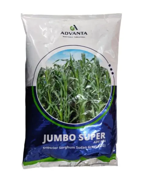 Jumbo Super Sorghum Seeds - High Yield, Juicy, Nutritious Feed 1