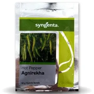 Agnirekha Chilli (अग्निरेखा मिर्च) - Seeds 1