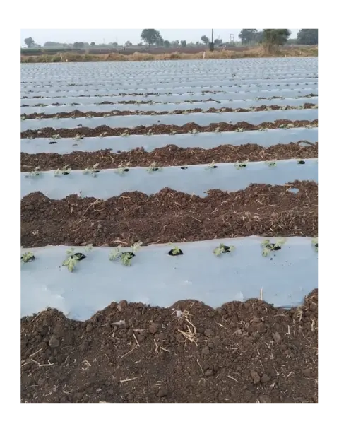 Agri Rise Silver/Black Mulch Film 1