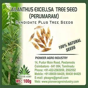 Pioneer Agro Ailanthus Excellsa (Perumaram) Tree Seed 1