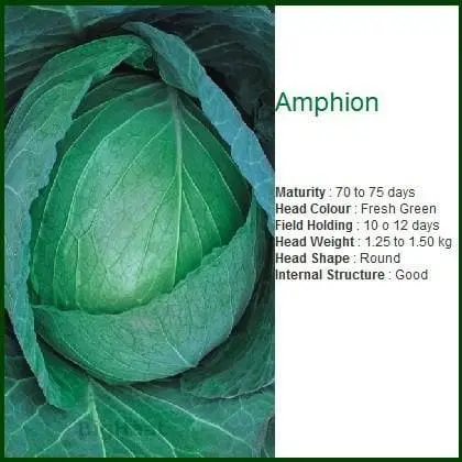 Amphion Cabbage Seeds 1