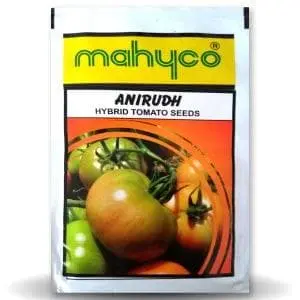 Anirudh Tomato (अनिरुद्ध टमाटर) 1