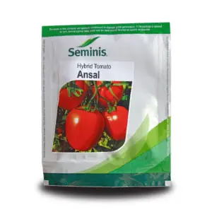 Ansal Tomato Seeds – High-Yielding Hybrid For Summer Cultivation 1