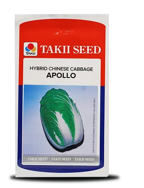 Apollo Chinese Cabbage F1 – High-Yielding, Heat-Tolerant Cabbage Seeds By Takii 1