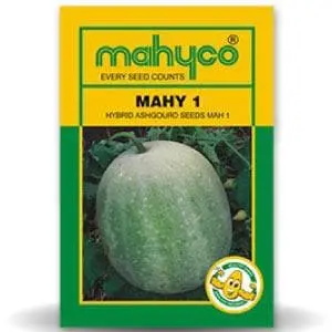 Mahy 1 Ash Gourd Seeds: Vigorous Growth, Large Fruits, High Yield 1