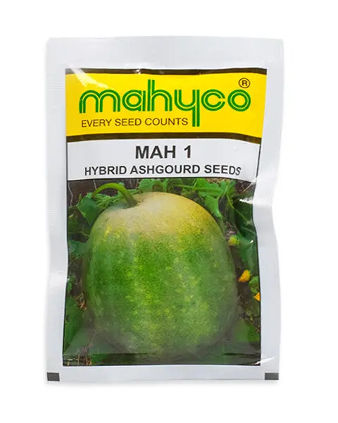 Ashgourd Hy. Mah-1 1