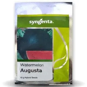 Augusta Hybrid Watermelon Seeds 1