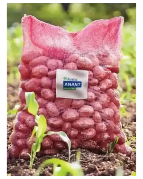 Avana Anant Leno Bag – Ideal For Storing Vegetables & Fruits, 50 Kg 1