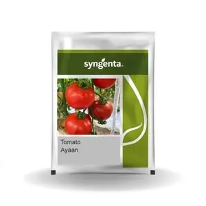 Ayaan Tomato Seeds - Deep Red, Strong And Fast Growing, High Yield, Disease Tolerant 1