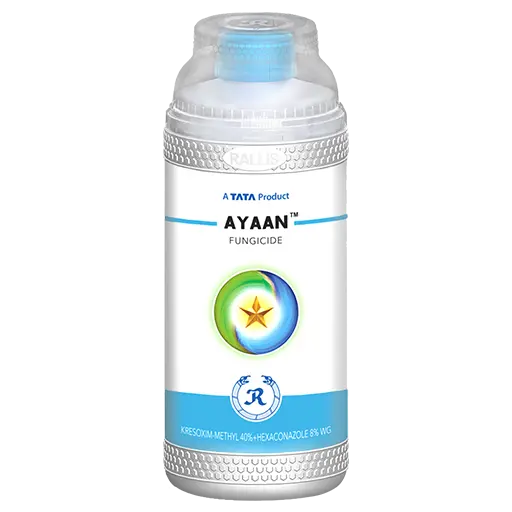 Ayaan Fungicide (Kresoxim-Methyl 40% + Hexaconazole 8% Wg) For Paddy Disease Control 1