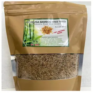 Bambusa Bamboo (Moongil) Tree Seeds – Fast Growing, Hardy Variety 1