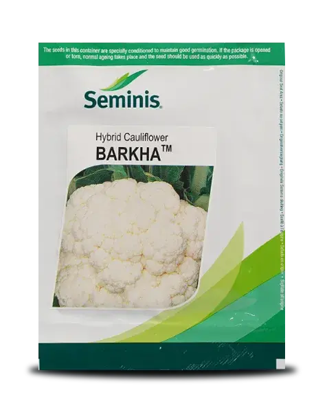 Barkha Cauliflower Seeds – Early-Maturity, Compact White Curds (1–1.5 Kg) 1
