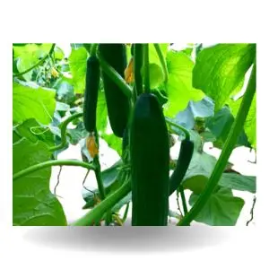 Bazelet Hybrid Cucumber Seeds - High Yield, Multi-Fruiting & Widely Adaptable 1
