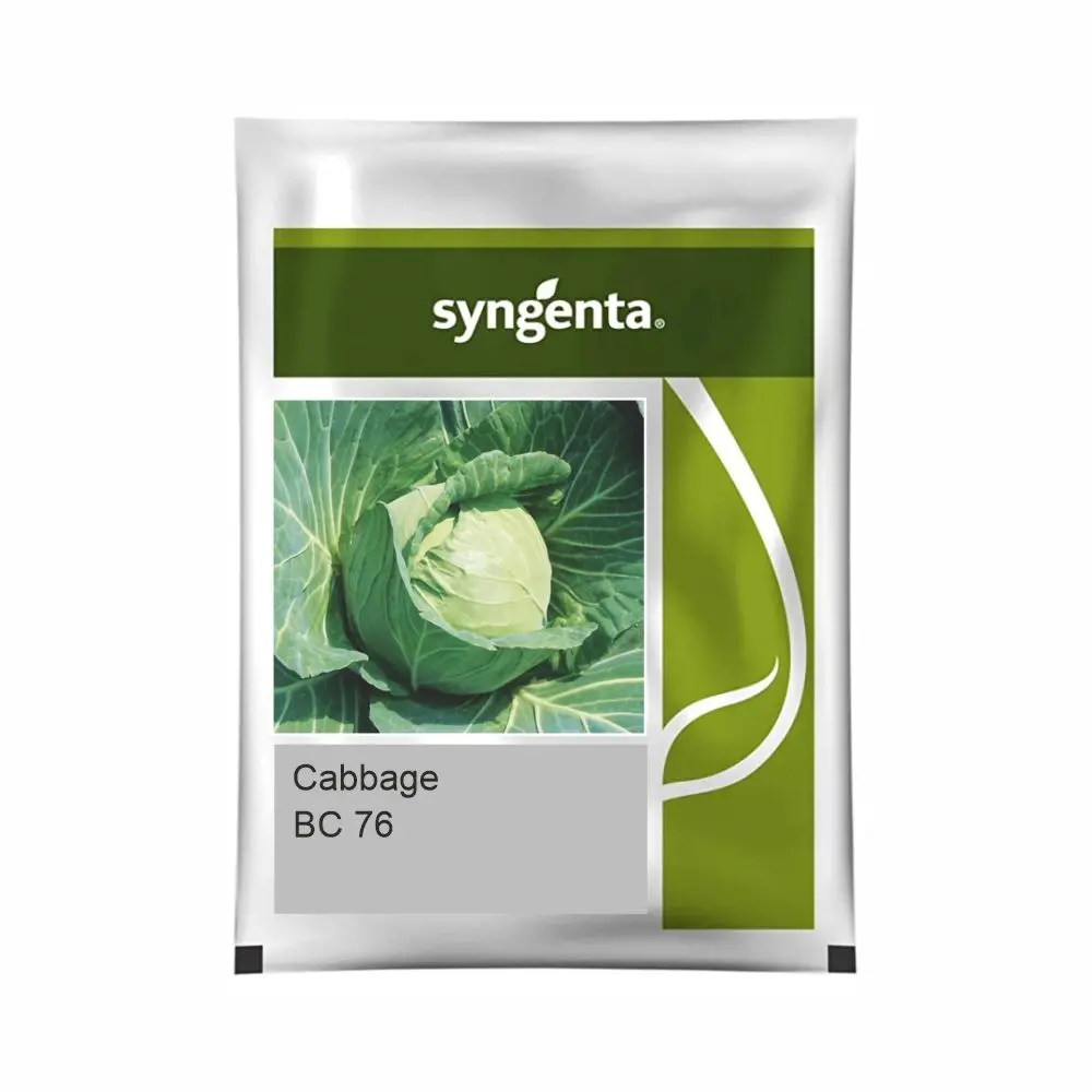 Bc 76 Cabbage- Healthy Growth, Blue-Green Leaves, Round Compact Head 1