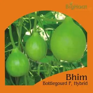 Bhim Bottle Gourd (Bulb Shaped) (भीम लौकी ) 1