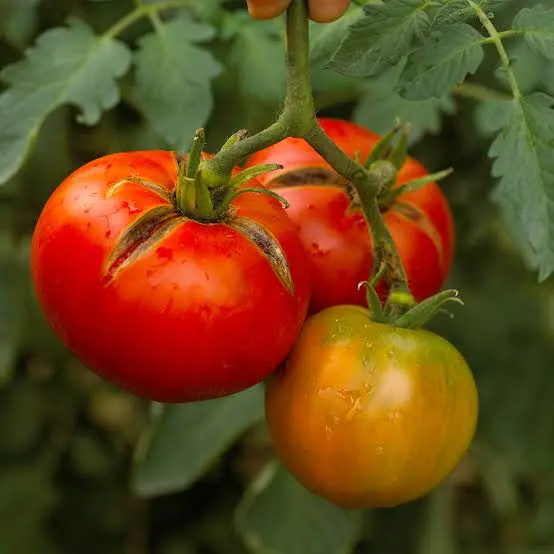 Bighaat Farmer Product Test 1