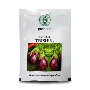 Trishul Brinjal 1