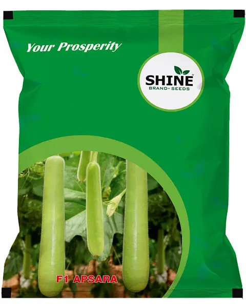 Shine Bottle Gourd Apsara F1 Seeds 1
