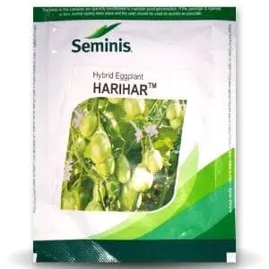 Harihar Brinjal 1