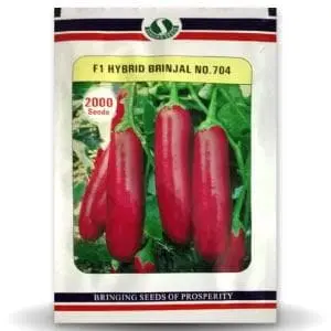 704 F1 Hybrid Brinjal Seeds 1