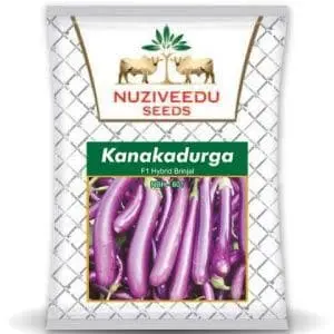 Kanakadurga Brinjal 1