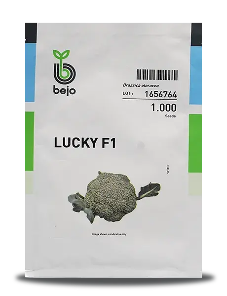 Lucky Broccoli Seeds 1
