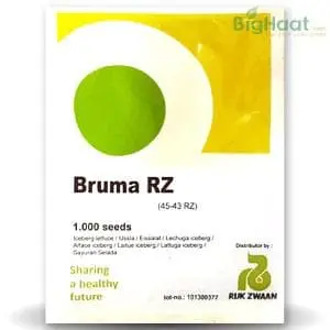 Bruma Rz (45-43) Iceberg Lettuce 1