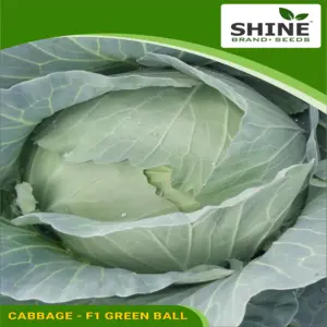 Shine Cabbage F1 Green Ball Seeds 1
