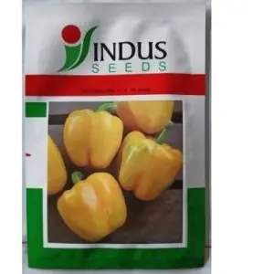 Indus Capsicum 1504 Hybrid Yellow Seeds (Shimla Mirch) 1