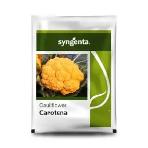 Carotena Cauliflower Seeds – Compact Yellow Curd & Ideal For Cool Climates 1
